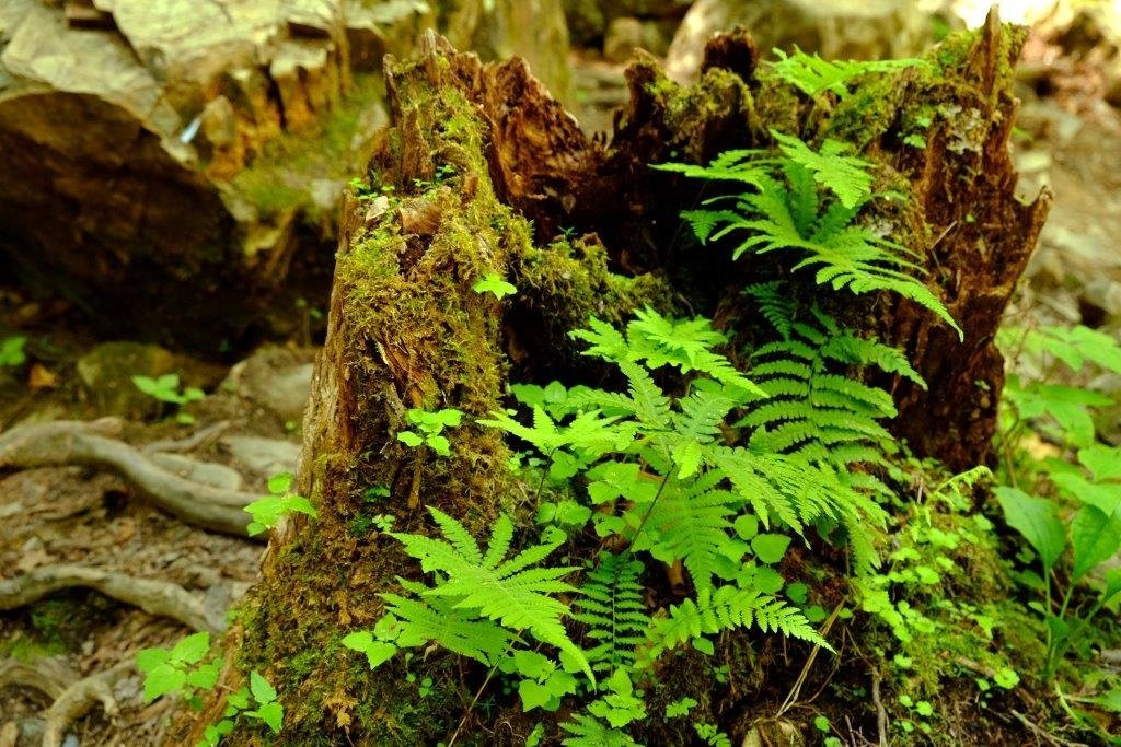 Maliseet Trail-Woodstock必去景点