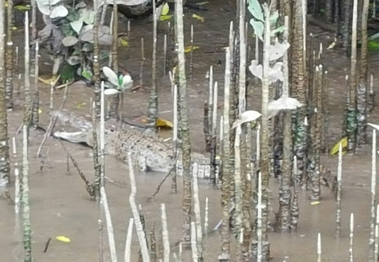 Crocodile Express Daintree River Cruises-Daintree必去景点