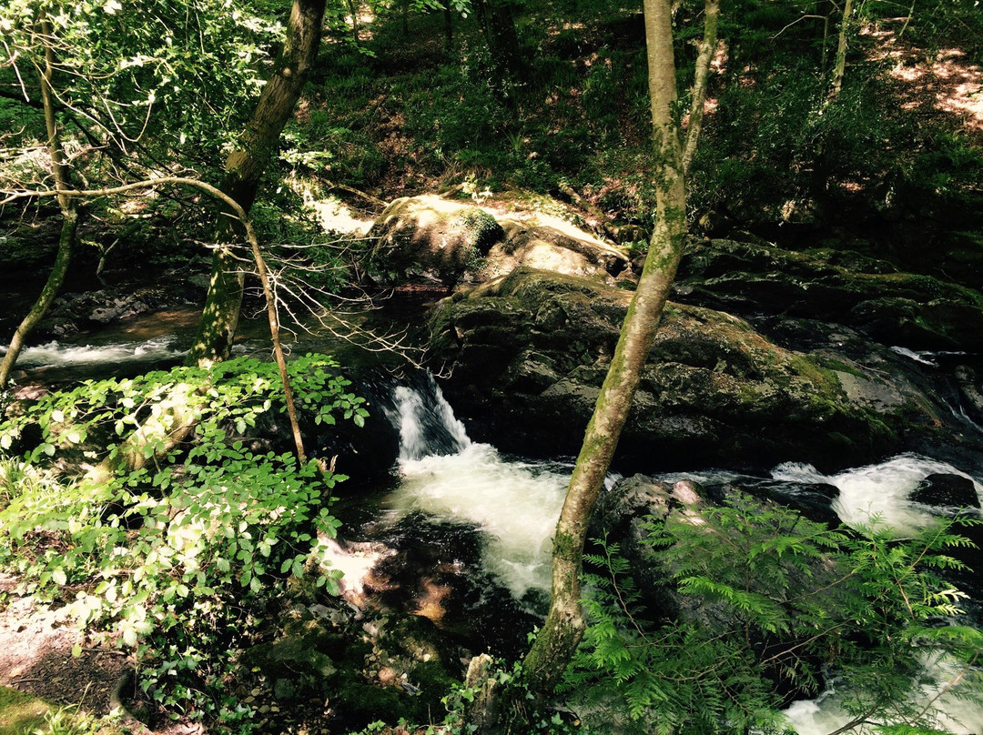 Long Timber Woods-Ivybridge必去景点