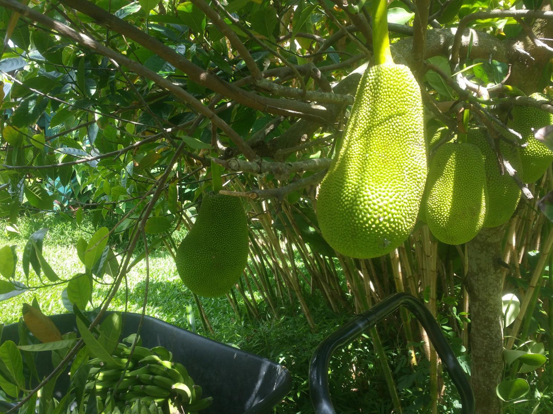 Halawa Tropical Flower Farm-考纳卡卡伊必去景点