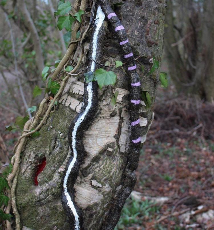 Plessey Woods Art Trail-Bedlington必去景点
