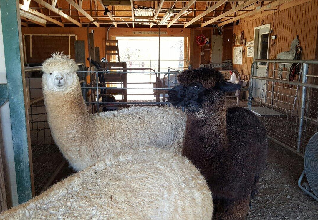 Destiny Alpaca Farm-Young Harris必去景点