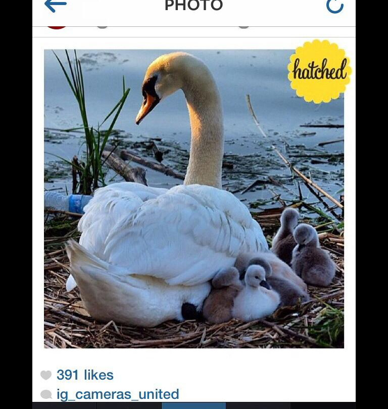 Pier 4 Park-汉密尔顿必去景点