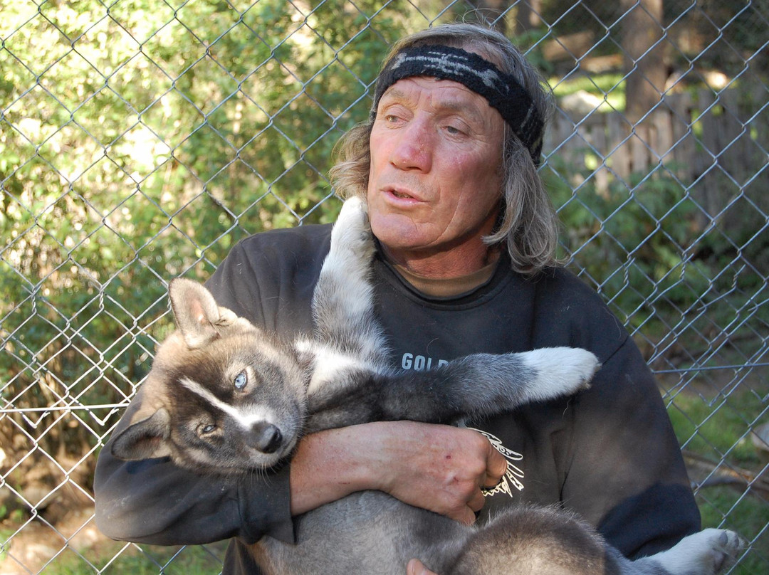 Chiens de Traineaux景点图片