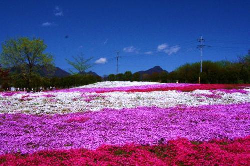 Misato moss phlox Park-高崎市必去景点