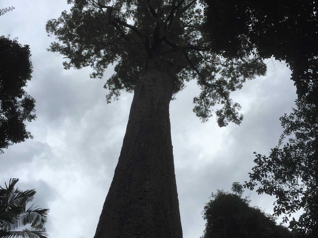 Old Bottlebutt-Wauchope必去景点