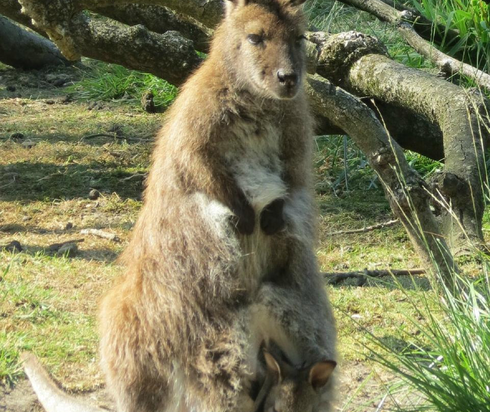 Parc animalier Rene CANIVENC (Le Moulineau)景点图片