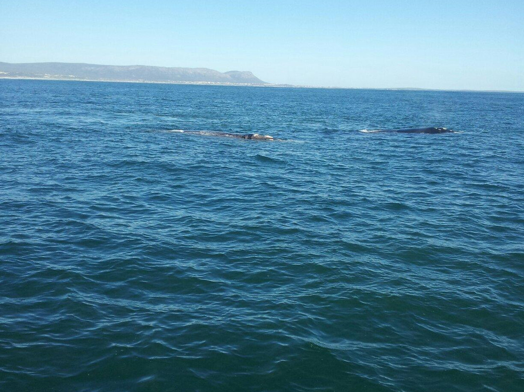 Ivanhoe Sea Safaris-干斯拜必去景点