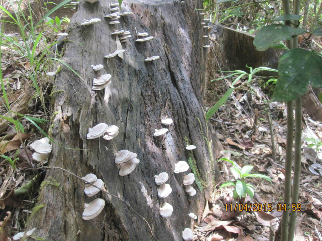 Mt. Cadig-Labo必去景点