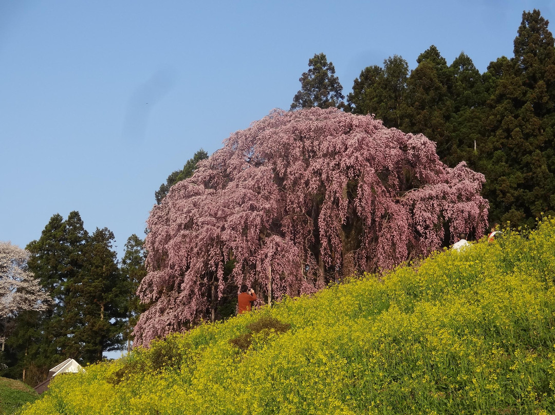 Kassenba no Shidare Zakura (Sakura)景点图片