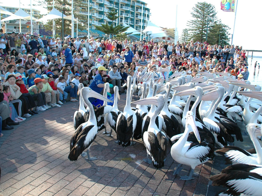 The Entrance Pelican Feed-恩瑞斯必去景点