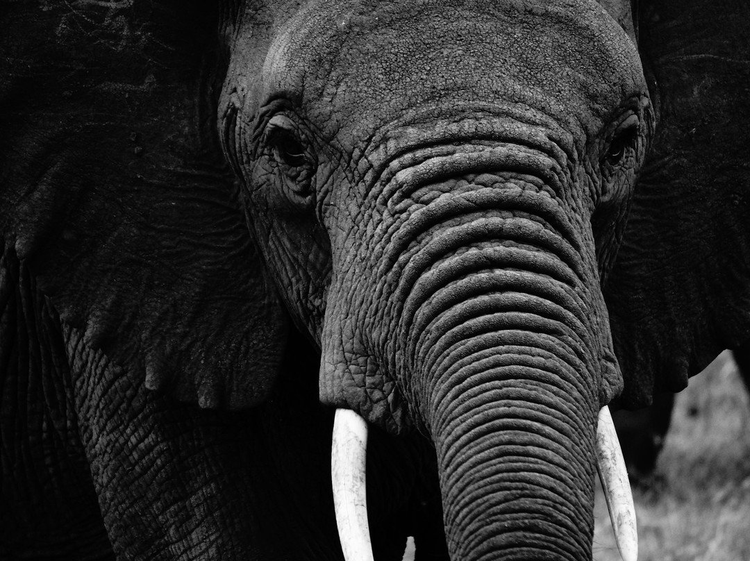 Africa Vast Wildlife-阿鲁沙必去景点