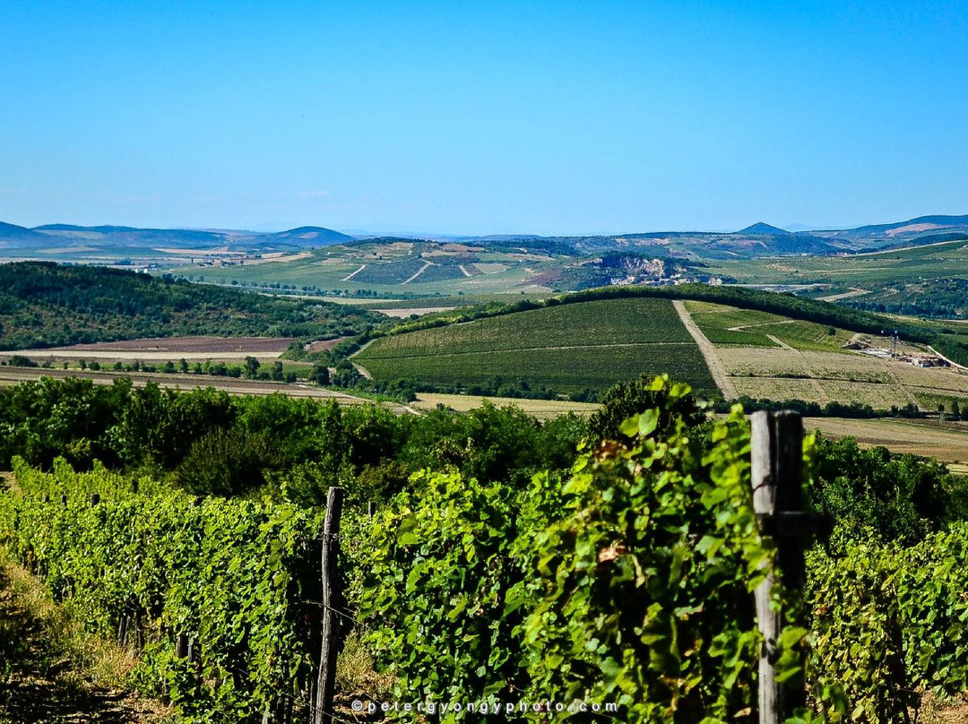 Basilicus Wine Culture Center景点图片