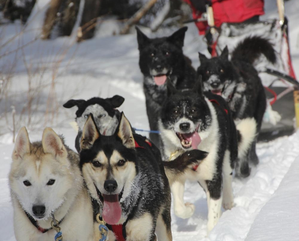Snow Forest Adventures-阿冈昆公园必去景点