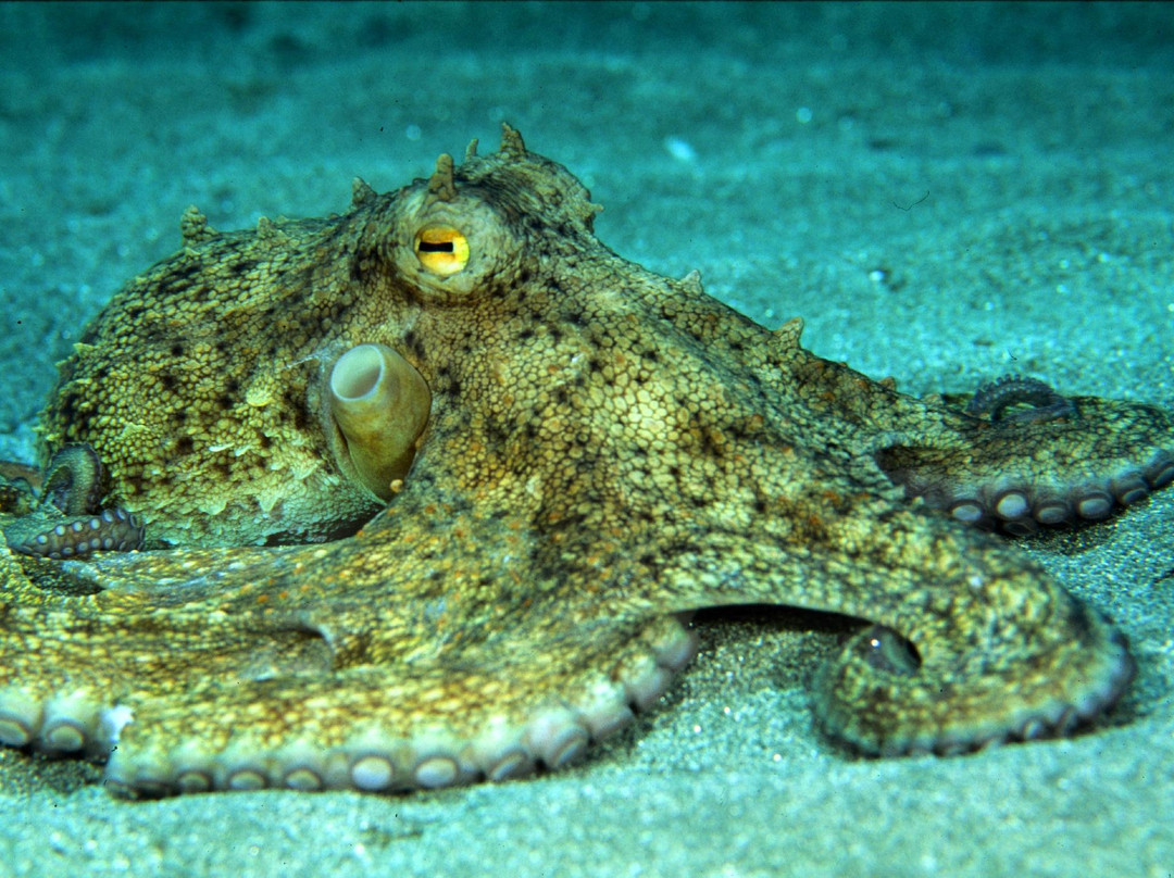 Serifos Scuba Divers-Livadi必去景点
