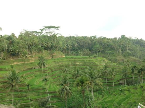 Bali Budha Tours-吉安雅必去景点