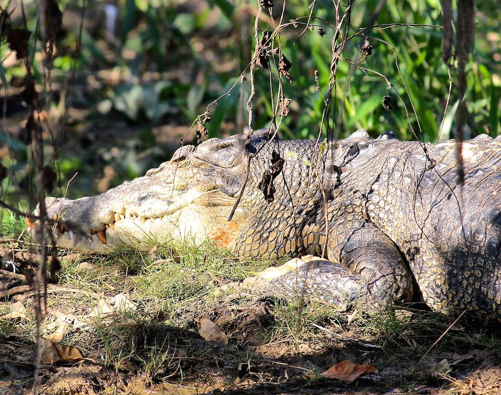 Wildlands Wetlands Safari Cruises-达尔文市必去景点