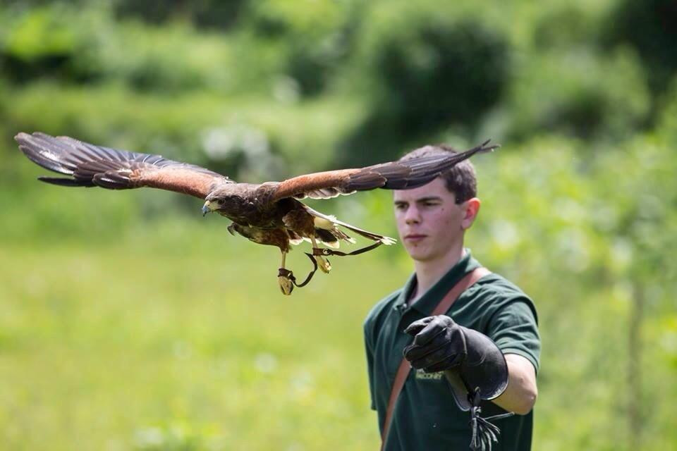 Millets Farm Falconry Centre-弗里福德希斯必去景点