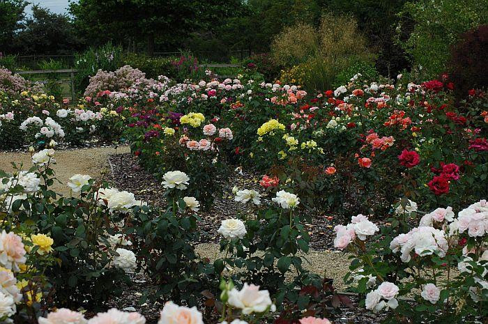 Breezy Knees Gardens景点图片