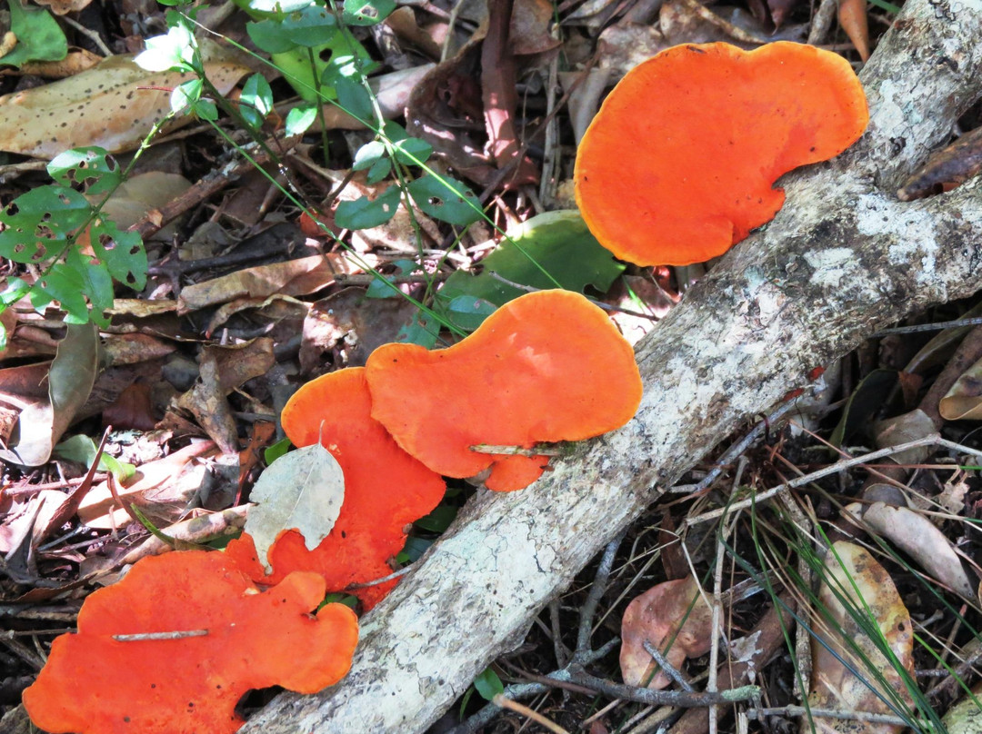 Forest Guided Tours-克尼斯纳必去景点