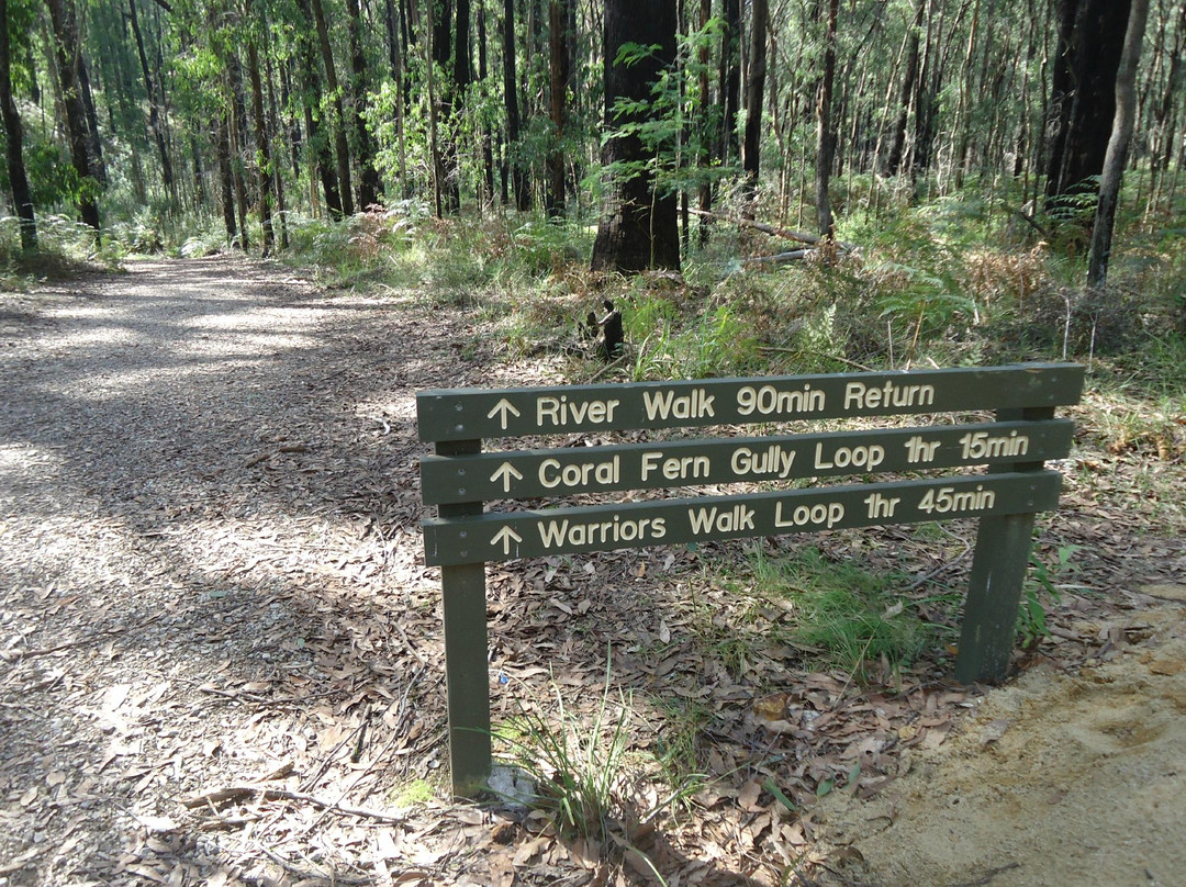 Lyrebird Forest Walk景点图片