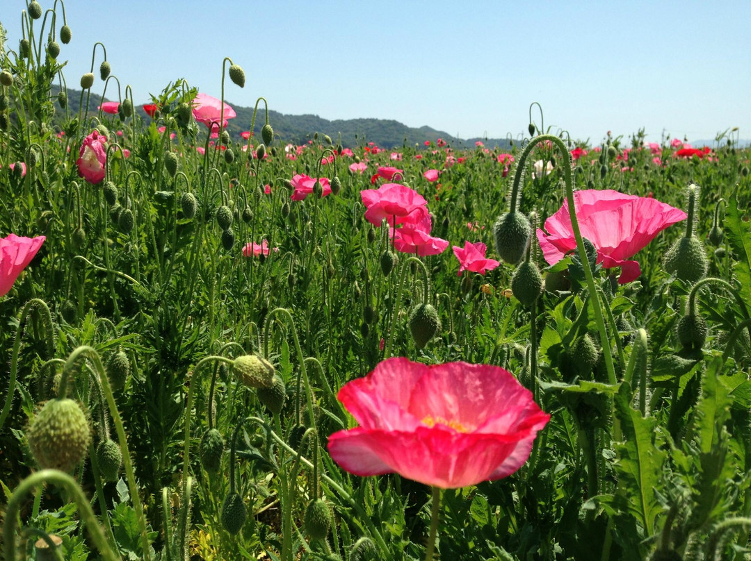 Michi-no-Eki Kasaoka Bay Farm-笠冈市必去景点