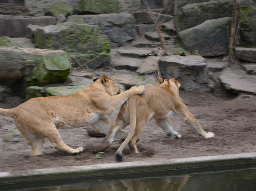 阿提斯动物园-阿姆斯特丹必去景点