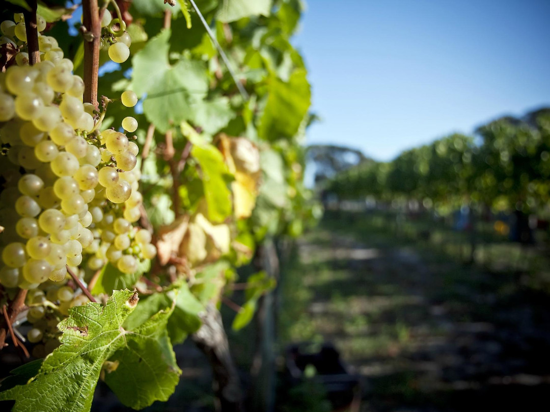 Gnornbup Wines景点图片