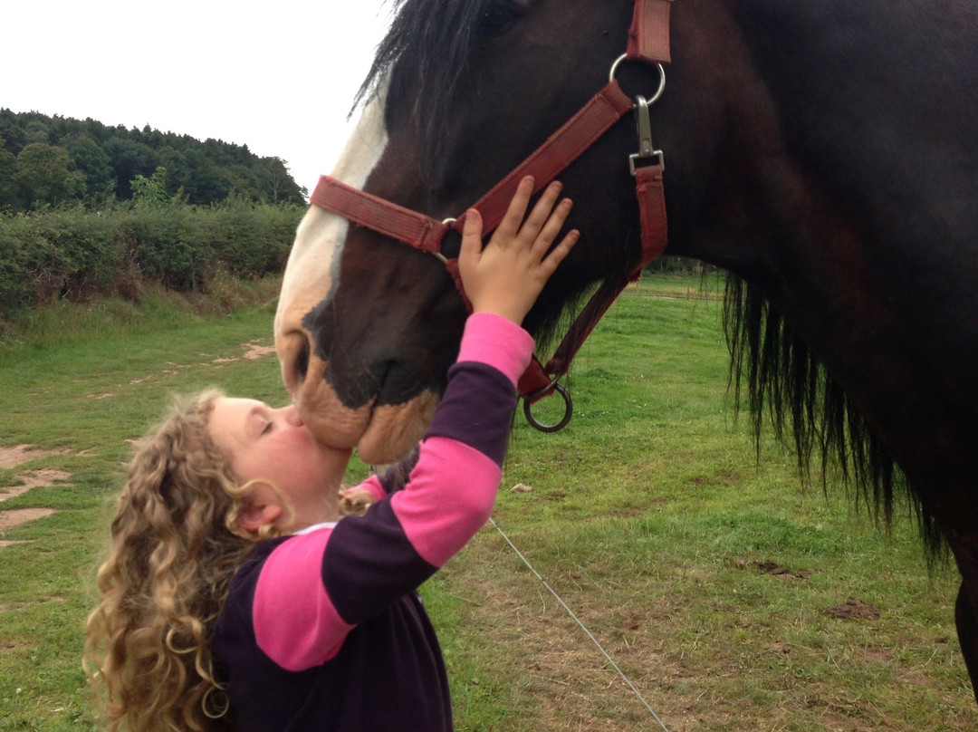 Cotebrook Shire Horse Centre-Cotebrook必去景点