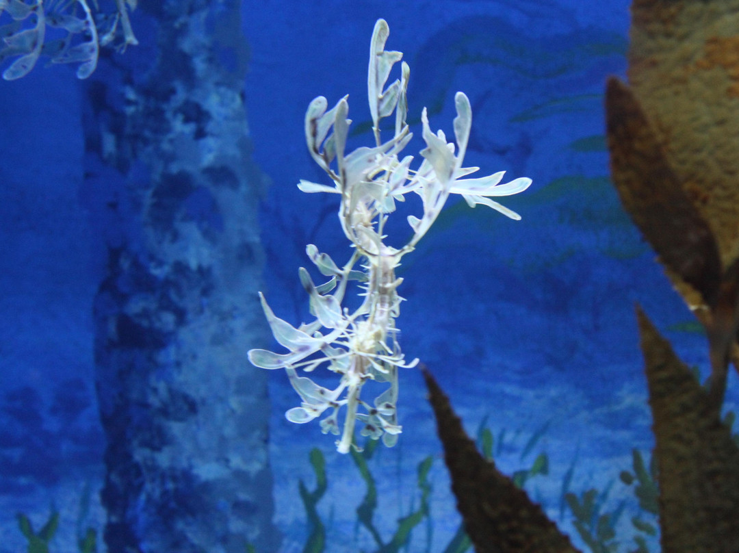 海洋生物园-圣淘沙岛必去景点