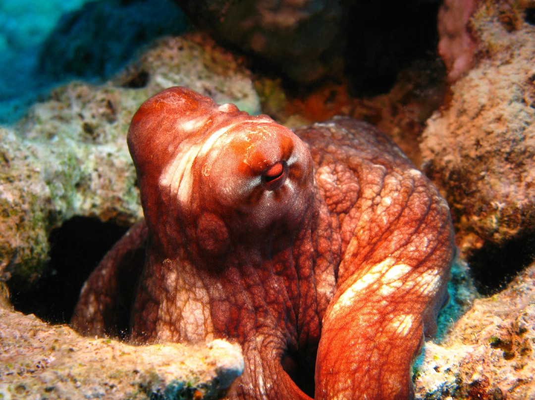 ZaBaRGaD House Reef-Hamata and Berenice必去景点
