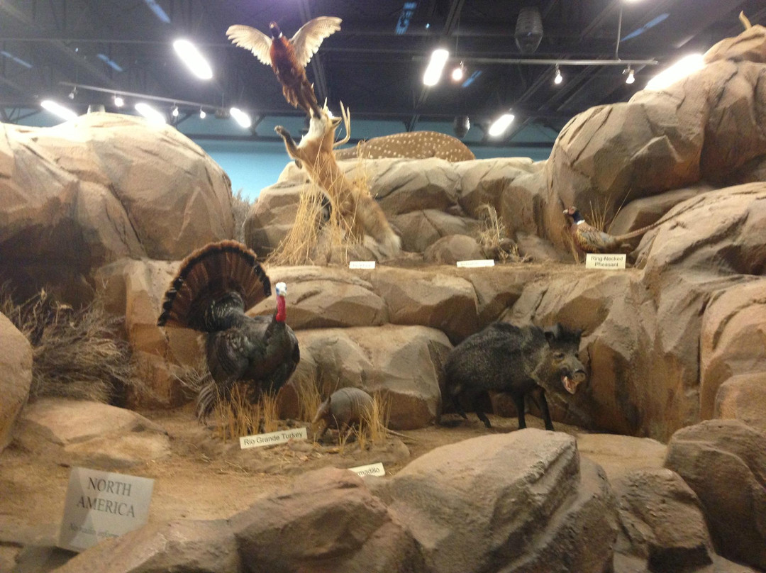 Rosenbruch World Wildlife Museum-圣乔治必去景点