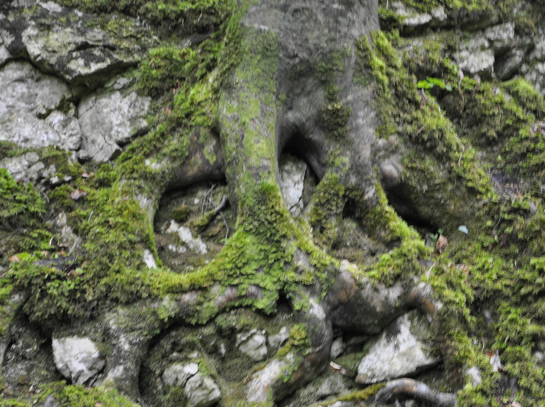 Dooney Rock Forest Park景点图片