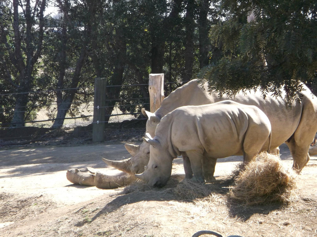 汉密尔顿动物园-汉密尔顿必去景点