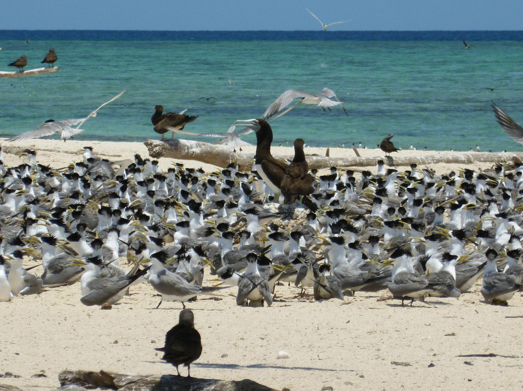 麦克拉斯沙岛-凯恩斯必去景点