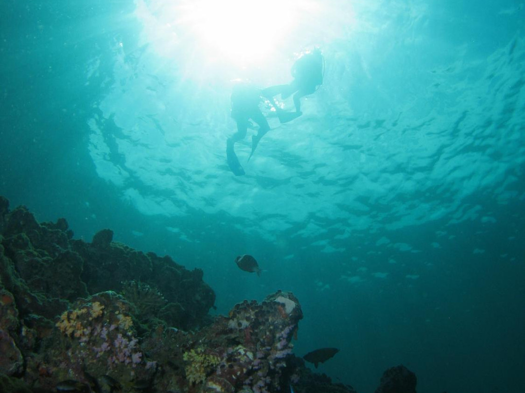 Phi Phi Sea Frog Diving-大皮皮岛必去景点