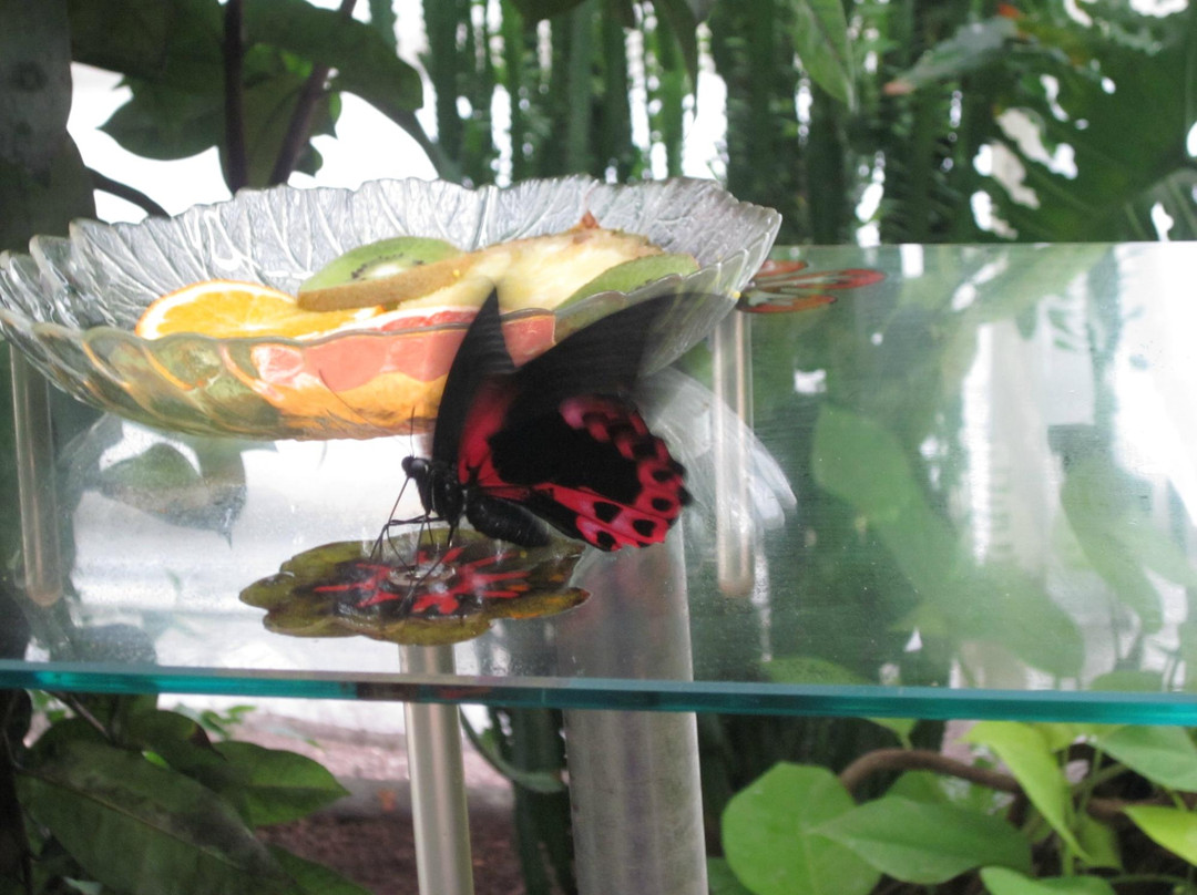 Butterfly House Elbauenpark-马格德堡必去景点