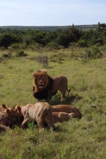 Schotia Safaris Private Game Reserve-伊丽莎白港必去景点