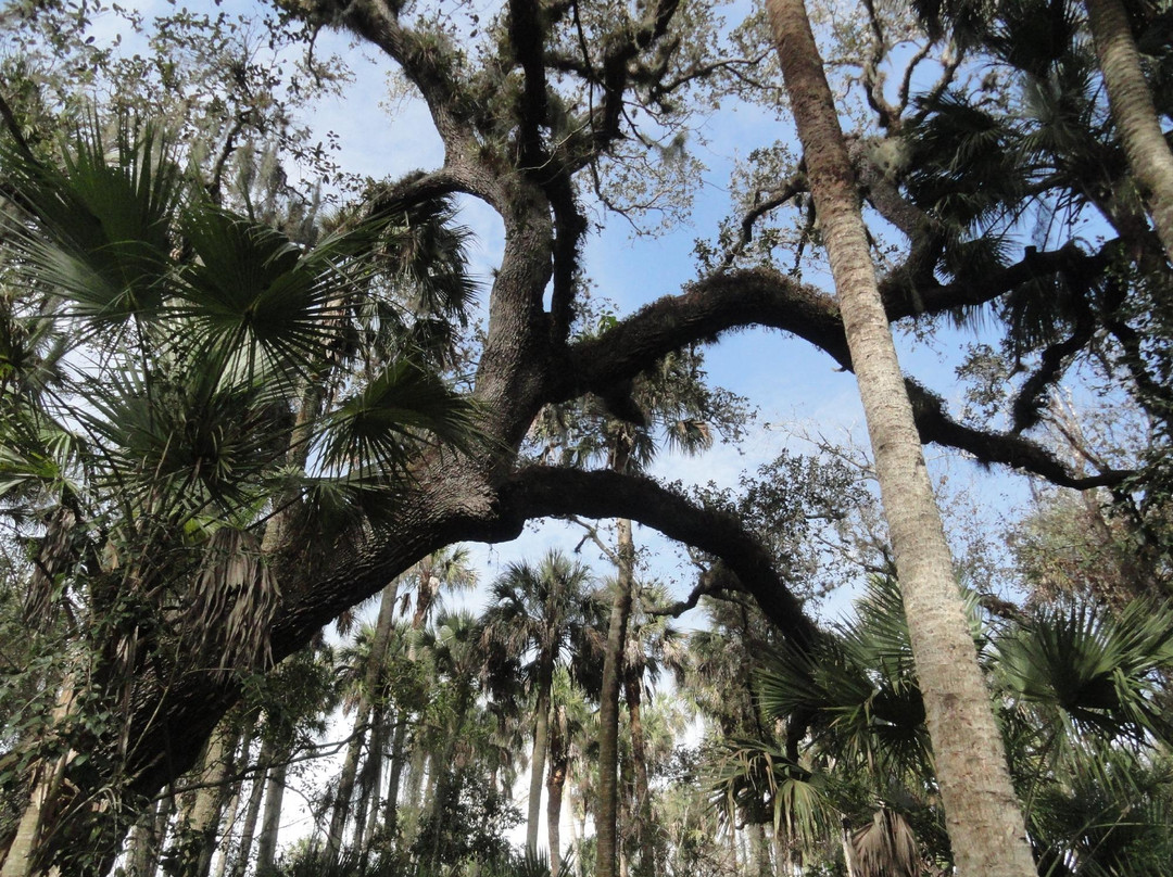Paleo Hammock Preserve-圣露西港必去景点