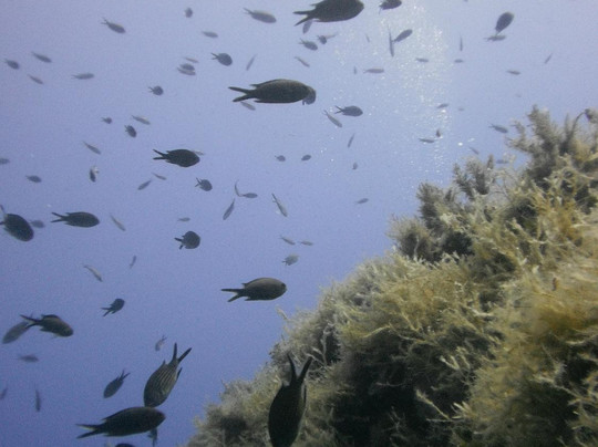 European Diving Institute - Centre de plongee en Crete-伊拉克利翁必去景点