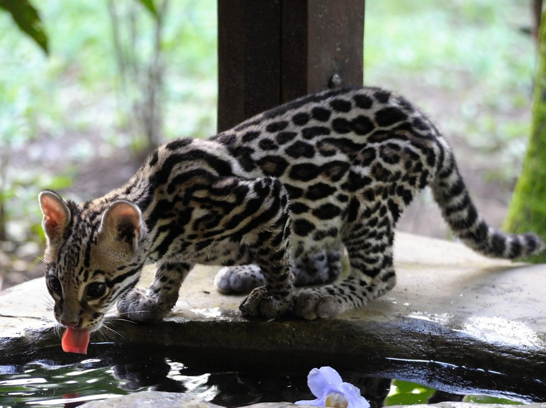 Jaguar Rescue Center景点图片