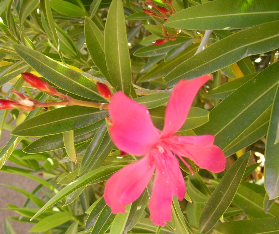 比蒂酒店住宿-The Atomic Inn