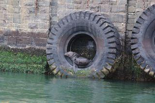 Steamboat Vicky-开普敦中心区必去景点