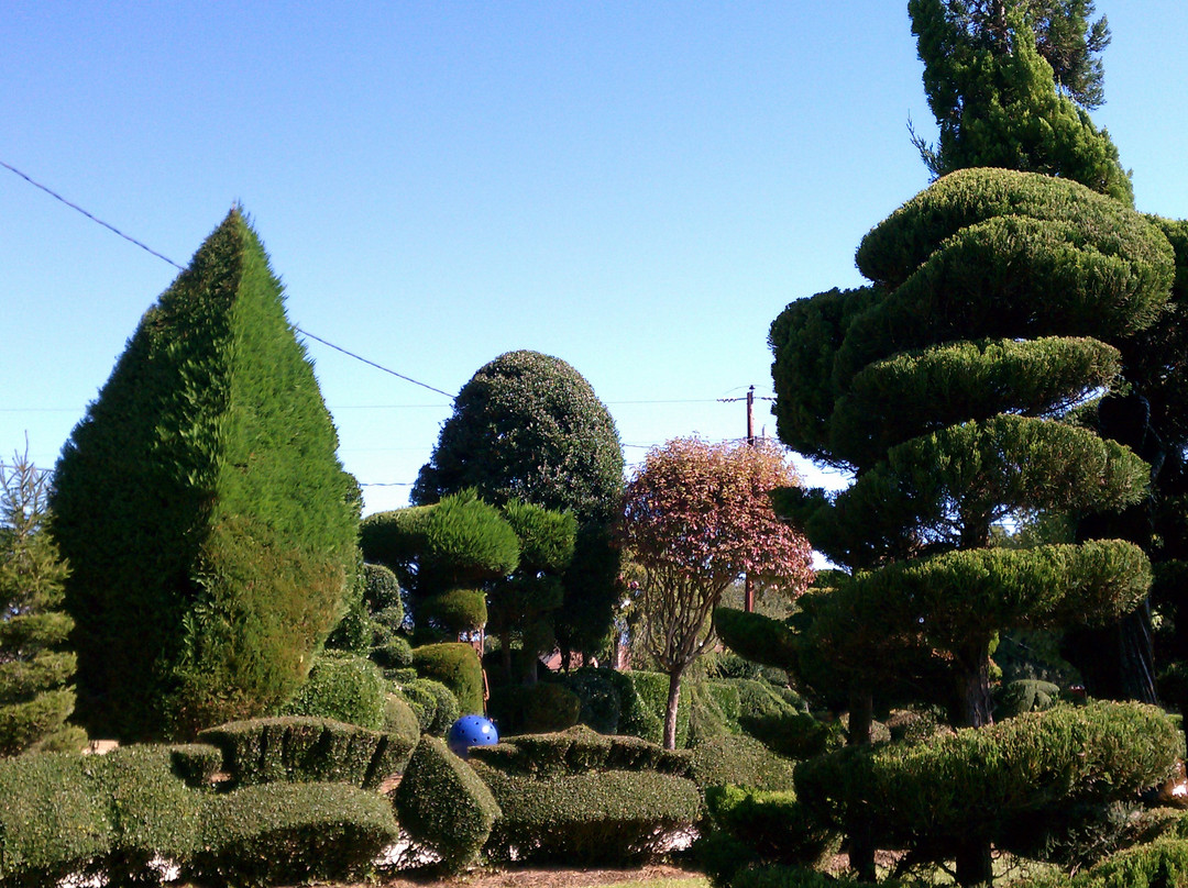 Pearl Fryar's Topiary Garden-Bishopville必去景点