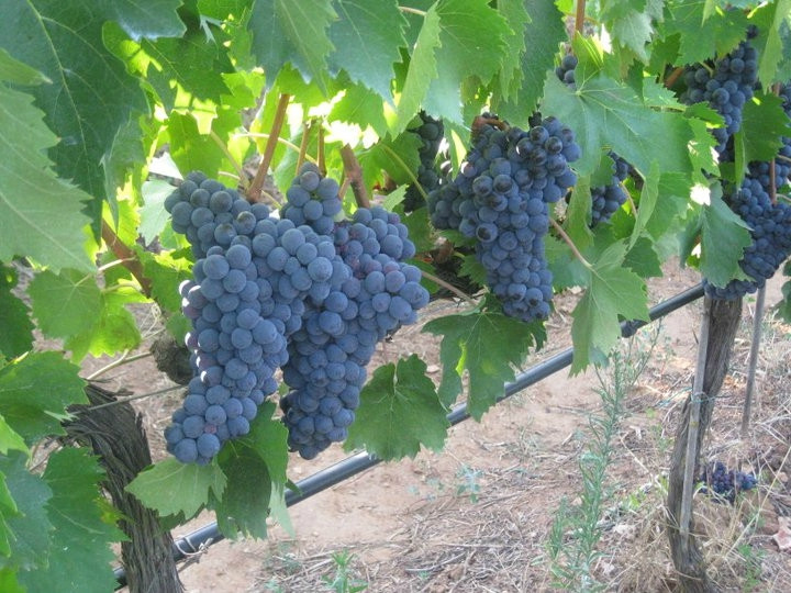 Azienda Agricola Leda' d'Ittiri-阿尔盖罗必去景点