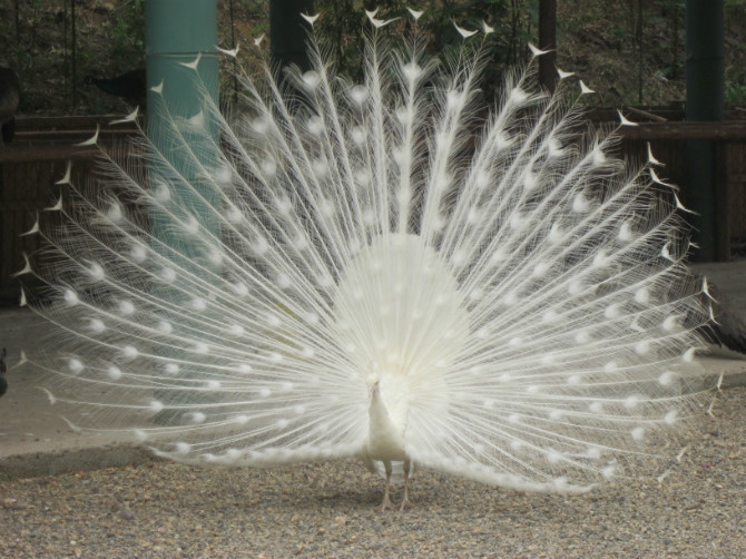 中南百草园-安吉县必去景点