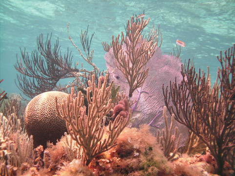 Capt. Marvin’s Watersports Ltd-乔治城必去景点