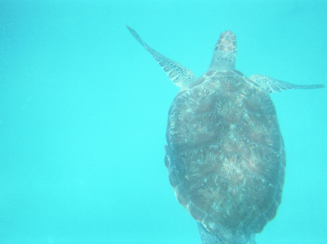 Folkestone Marine Park & Visitor Centre-Holetown必去景点