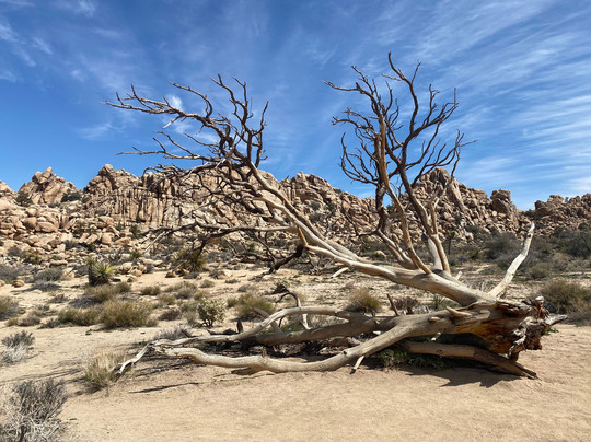 吉普车沙漠之旅-棕榈沙漠必去景点