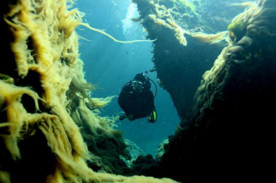 Tank-ha Dive Center-普拉亚德尔卡曼必去景点